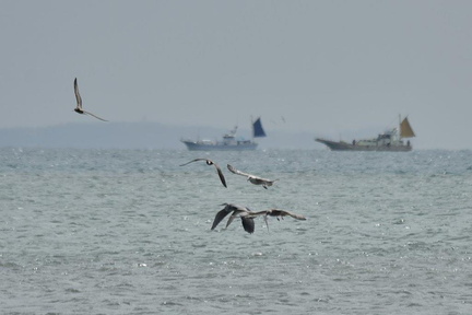 海で魚を狙うアオサギ2022.09.22平塚（撮影　岡根武彦）