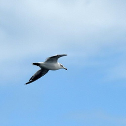 平塚と大磯の野鳥（撮影　岡根武彦）