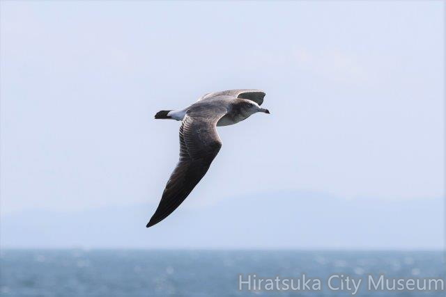 ウミネコ若鳥2022.10.04大磯（撮影　鈴木真由美）.jpg