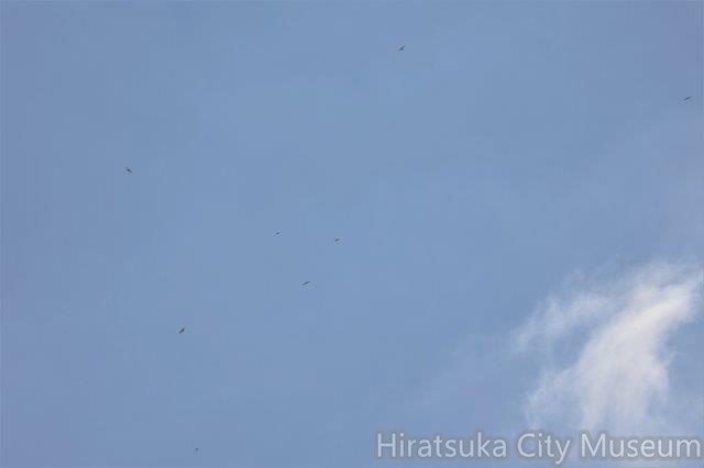 サシバ鷹柱2022.09.26秦野（撮影　鈴木真由美）.jpg