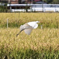 ダイサギ2022.09.30平塚（撮影　鈴木真由美）