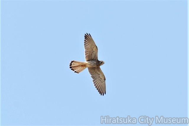 チョウゲンボウ2022.09.27平塚（撮影　鈴木真由美）.jpg