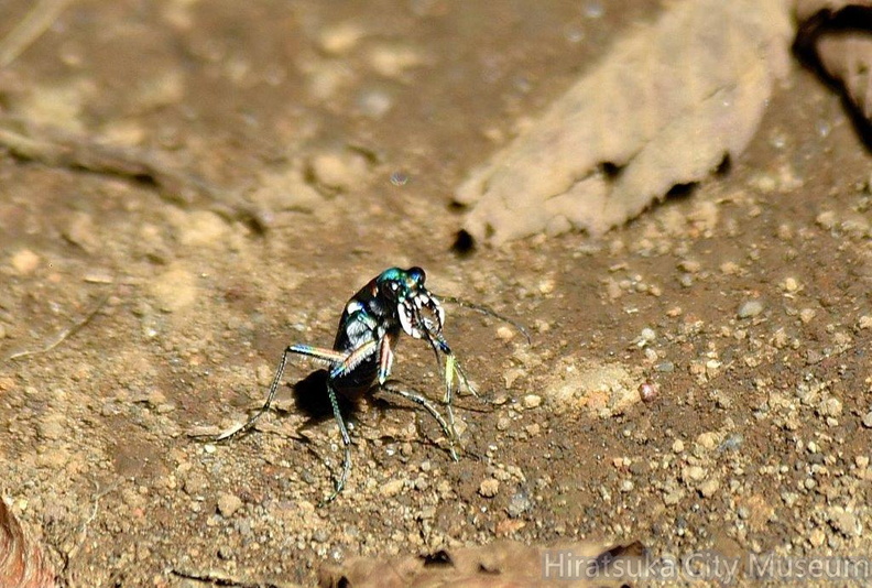 ハンミョウ♀2022.10.04平塚（撮影　岡根武彦）.jpg