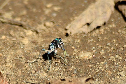 ハンミョウ♀2022.10.04平塚（撮影　岡根武彦）