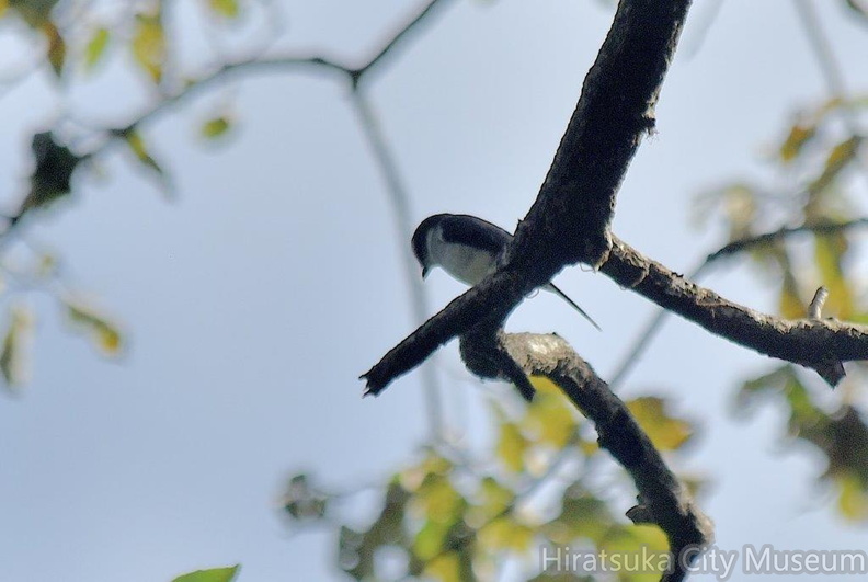 リュウキュウサンショウクイ2022.10.21平塚（撮影　岡根武彦）.jpg