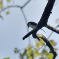リュウキュウサンショウクイ2022.10.21平塚（撮影　岡根武彦）