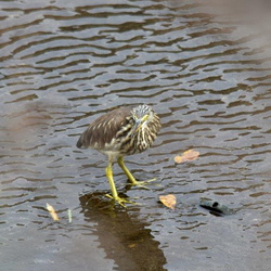 平塚の野鳥（撮影　岡根武彦）