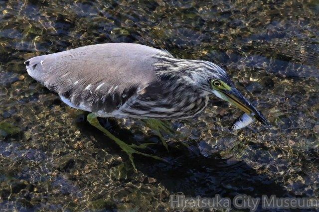 アカガシラサギ、ボラ2022.11.08平塚（撮影　鈴木真由美）.jpg