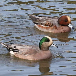 平塚と周辺の鳥（撮影　鈴木真由美）