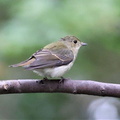 キビタキ幼鳥2022.10.28平塚（撮影　鈴木真由美）