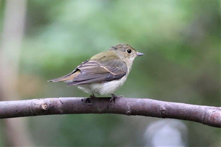 キビタキ幼鳥2022.10.28平塚（撮影　鈴木真由美）
