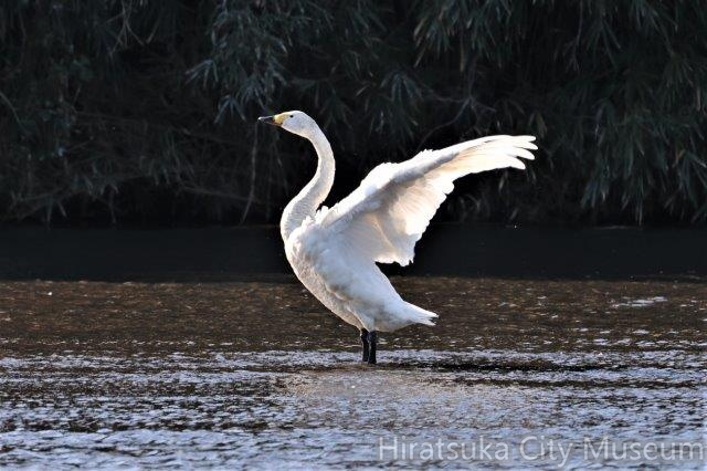 コハクチョウ2022.10.20平塚（撮影　鈴木真由美）.jpg