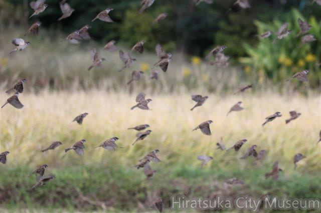スズメ2022.10.24平塚（撮影　鈴木真由美）.jpg