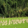 稲刈り後の風景2022.10.26平塚（撮影　松本富美江）