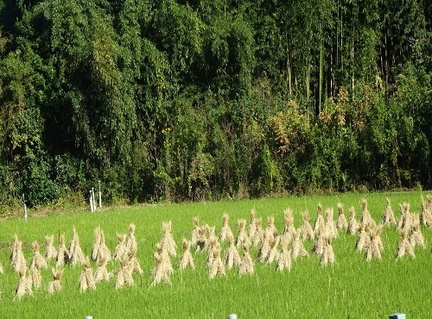 稲刈り後の風景2022.10.26平塚（撮影　松本富美江）