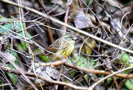 アオジ♂2022.12.09平塚（撮影　岡根武彦）
