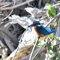 カワセミ♂2022.12.19平塚（撮影　岡根武彦）