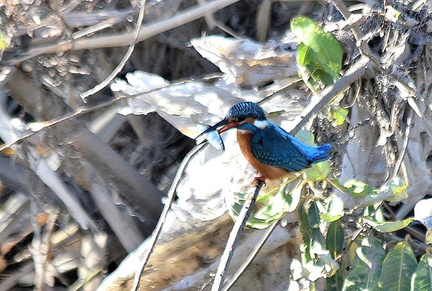 カワセミ♂2022.12.19平塚（撮影　岡根武彦）