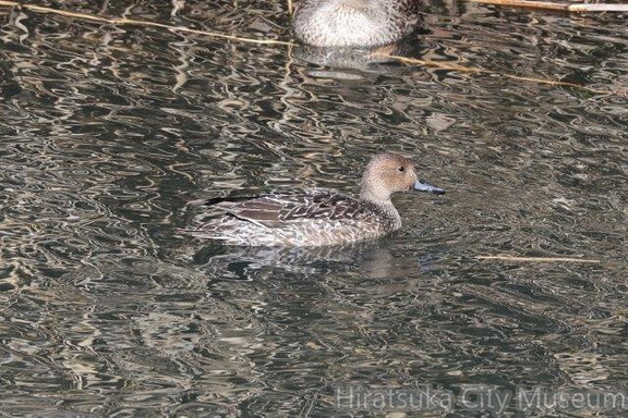 オナガガモ♀2022.12.19平塚（撮影　鈴木真由美）