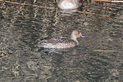 オナガガモ♀2022.12.19平塚（撮影　鈴木真由美）
