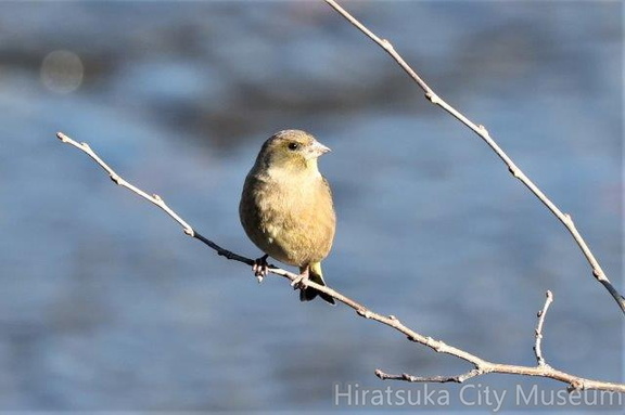 カワラヒワ2022.12.19平塚（撮影　鈴木真由美）