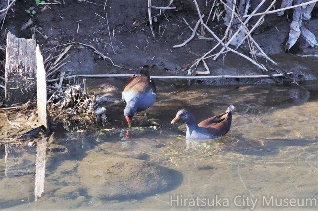 バン2022.11.22平塚（撮影　鈴木真由美）.jpg