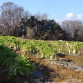 大きく育った畑の大根2023.01.09平塚（撮影　松本富美江）