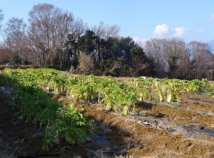 大きく育った畑の大根2023.01.09平塚（撮影　松本富美江）