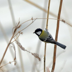 平塚と大磯の野鳥（撮影　岡根武彦）