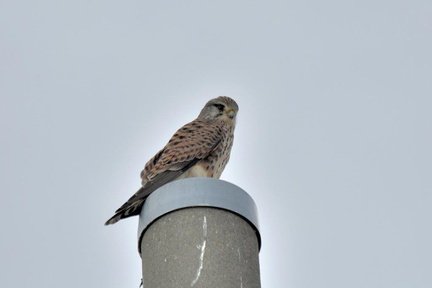 チョウゲンボウ♂2023.01.02平塚（撮影　岡根武彦）