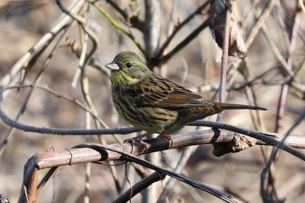 アオジ2023.01.27平塚（撮影　鈴木真由美）