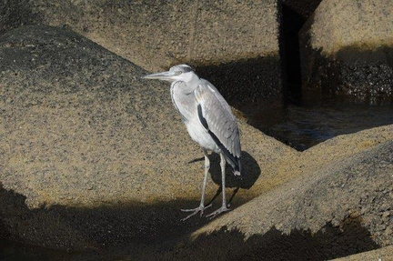 アオサギ若鳥2023.02.09平塚（撮影　鈴木真由美）