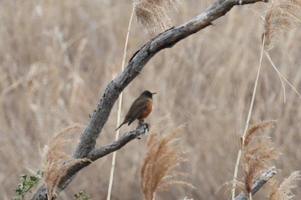 アカハラ2023.01.27平塚（撮影　鈴木真由美）