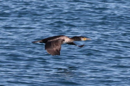 ウミウ2023.01.26大磯（撮影　鈴木真由美）