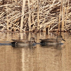 平塚と周辺の野鳥（撮影　鈴木真由美）