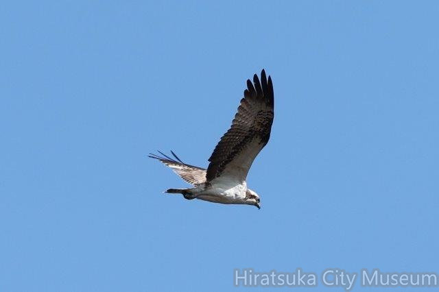 ミサゴ2023.02.16平塚（撮影　鈴木真由美）.jpg
