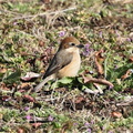 モズ♀2023.02.16平塚（撮影　鈴木真由美）