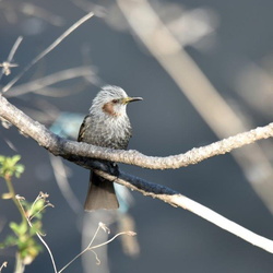 平塚の野鳥（撮影　岡根武彦）