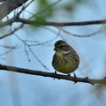 アオジ♀2023.02.16平塚（撮影　岡根武彦）
