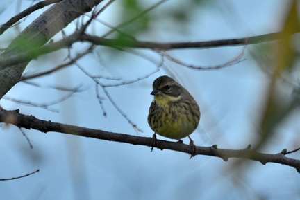 アオジ♀2023.02.16平塚（撮影　岡根武彦）