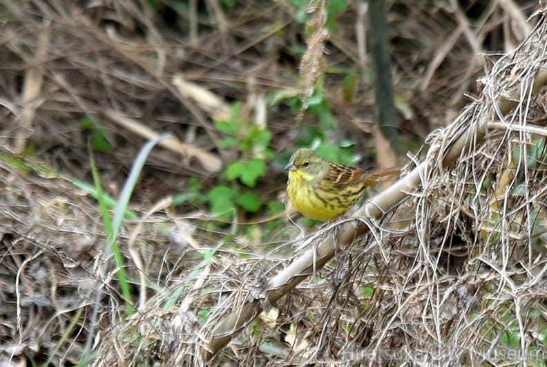 アオジ♂2023.02.02平塚（撮影　岡根武彦）.jpg