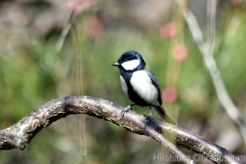 シジュウカラ♂2023.02.16平塚（撮影　岡根武彦）.jpg