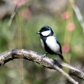 シジュウカラ♂2023.02.16平塚（撮影　岡根武彦）