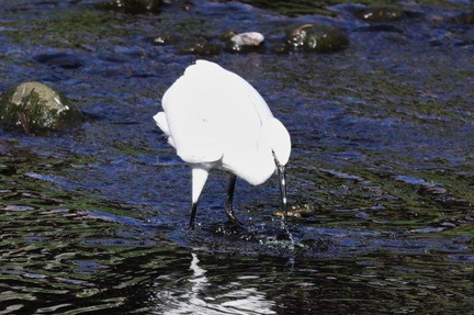 コサギ、淡水ハゼを食べる2023.02.22中井（撮影　鈴木真由美）
