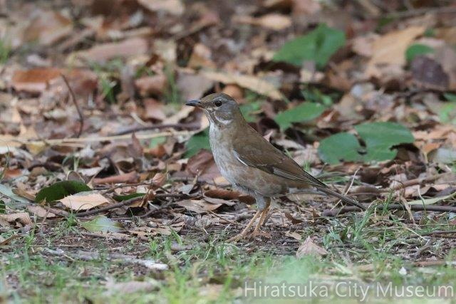 シロハラ♀別個体2023.03.16平塚（撮影　鈴木真由美）.jpg