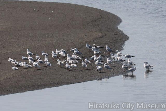 ユリカモメ2023.03.08平塚（撮影　鈴木真由美）.jpg