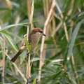 モズ♀2023.03.01平塚（撮影　岡根武彦）