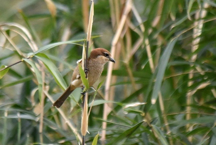 モズ♀2023.03.01平塚（撮影　岡根武彦）