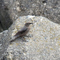 イソヒヨドリ♀2023.03.24平塚（撮影　岡根武彦）