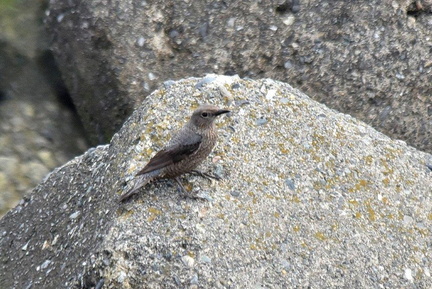 イソヒヨドリ♀2023.03.24平塚（撮影　岡根武彦）